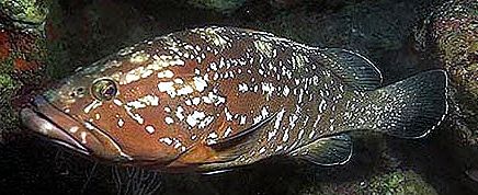 Epinephelus marginatus_06